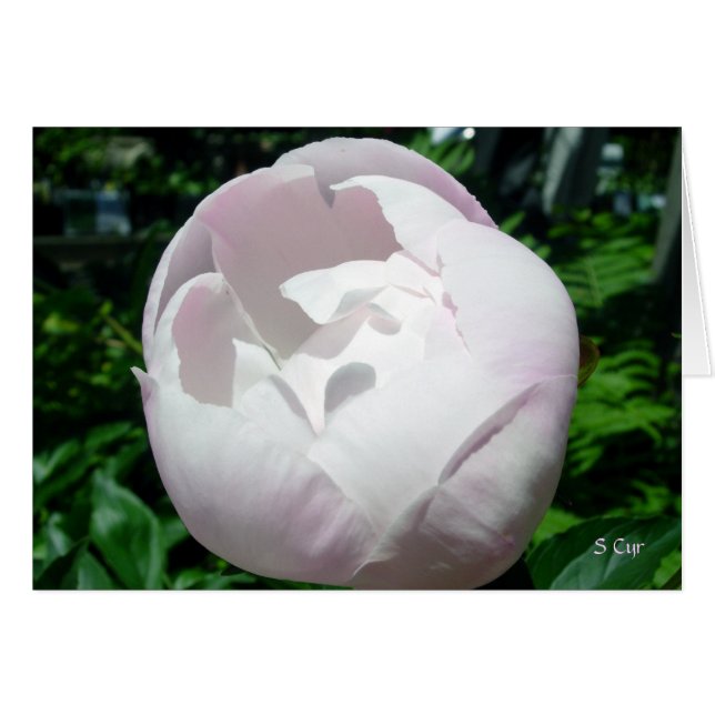 Peony Bubble Pop (Anverso (Horizontal))