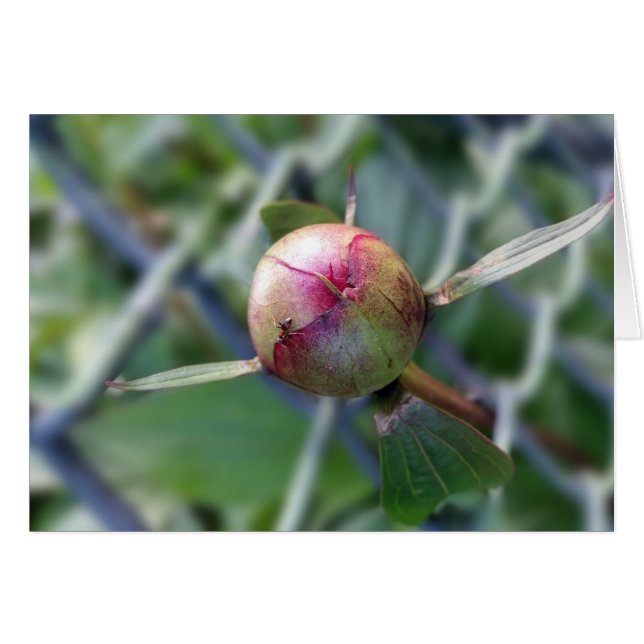peony bud (Anverso (Horizontal))
