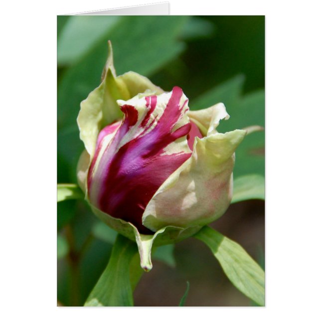 Peony Bud (Frente)