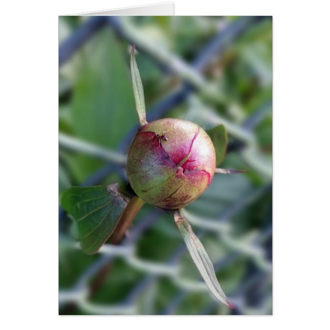 peony bud (Frente)