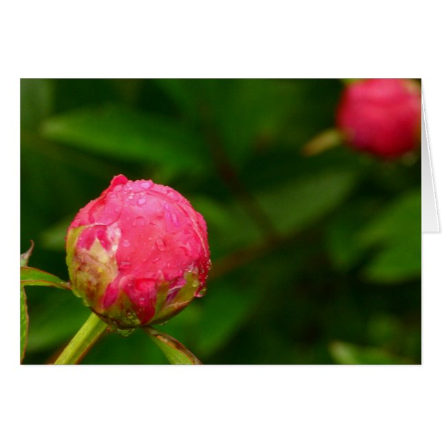 Peony Bud Card (Anverso (Horizontal))