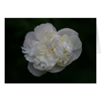 "peony" de Larry Coressel
