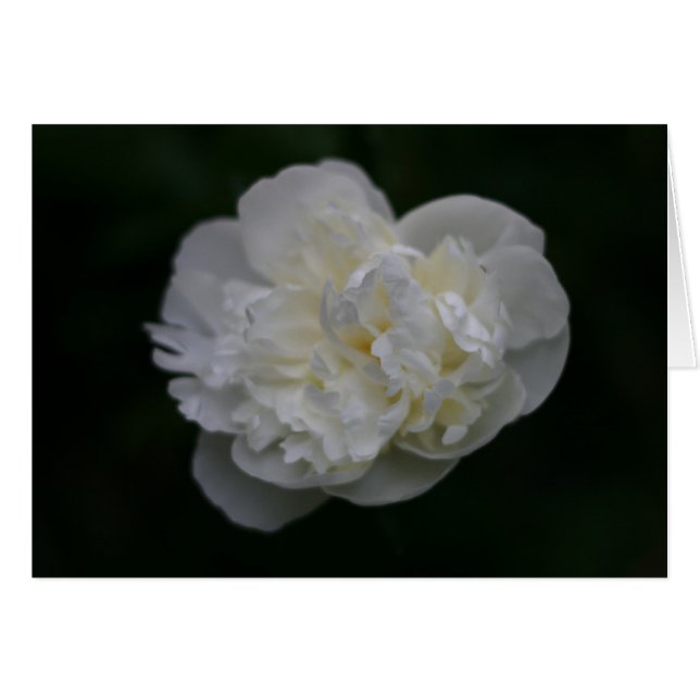 "peony" de Larry Coressel (Anverso (Horizontal))
