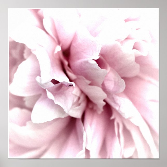 Peony en macro con arte digital rosado (Frente)