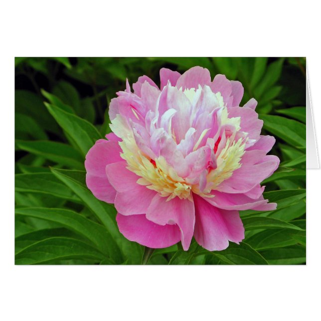Peony Flower (Anverso (Horizontal))