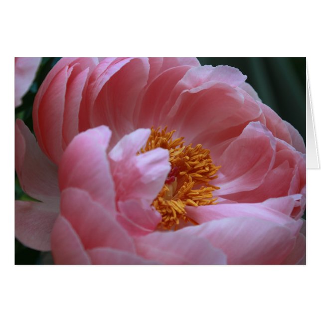 Peony Garden (Anverso (Horizontal))