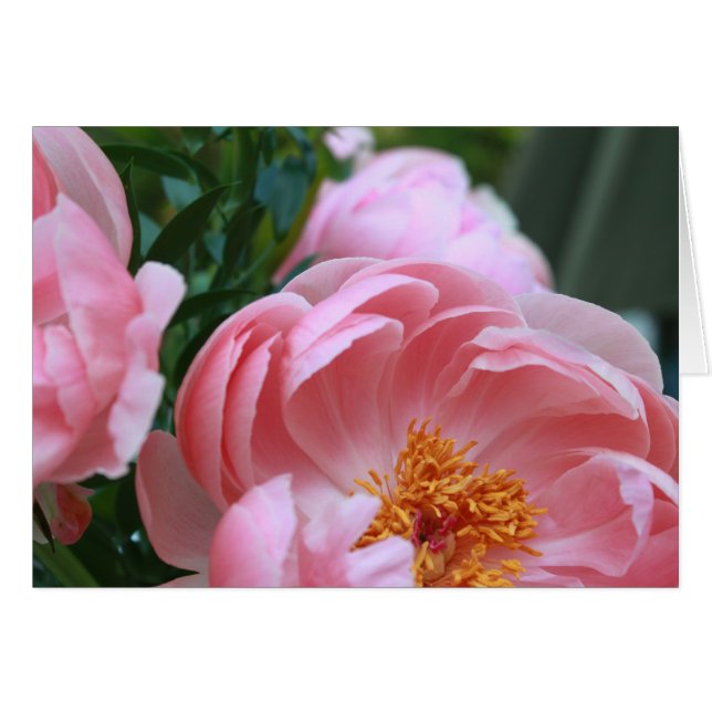 Peony Garden2 (Anverso (Horizontal))