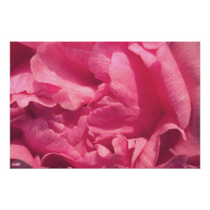 Peony Petals Foto Ampliación