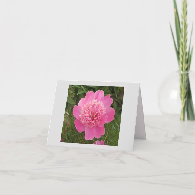 Peony Pink (Anverso)