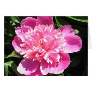 Peony rosado