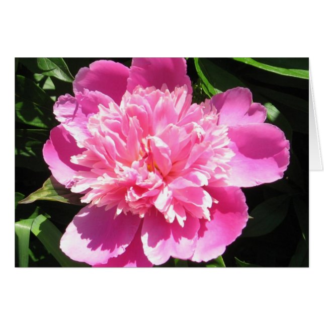 Peony rosado (Anverso (Horizontal))