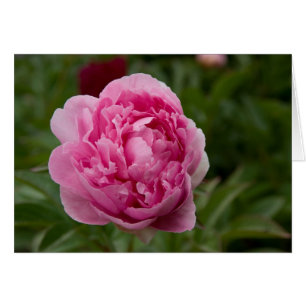 Peony rosado el   Rosa Pfingstrose