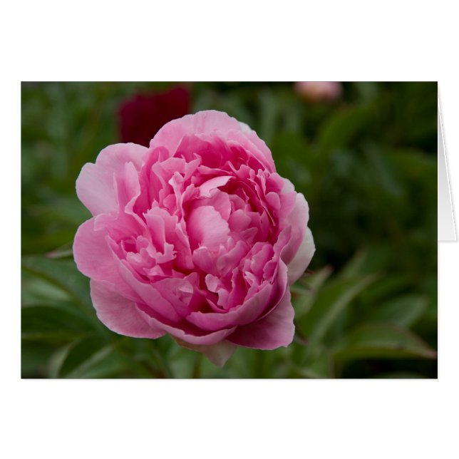 Peony rosado el | Rosa Pfingstrose (Anverso (Horizontal))