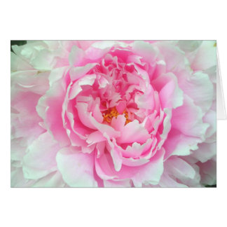 Peony 'Sarah Bernhardt