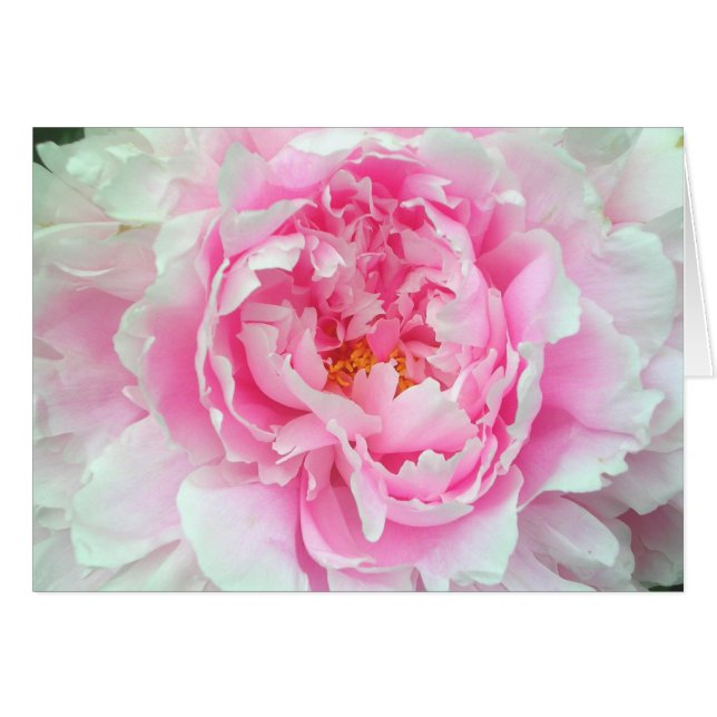 Peony 'Sarah Bernhardt (Anverso (Horizontal))