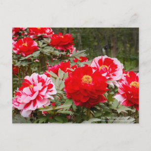 Peony "Shima-Nishiki": postal