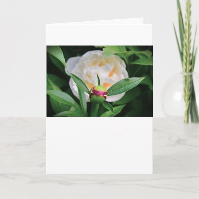 Peony, tarjeta (Anverso)