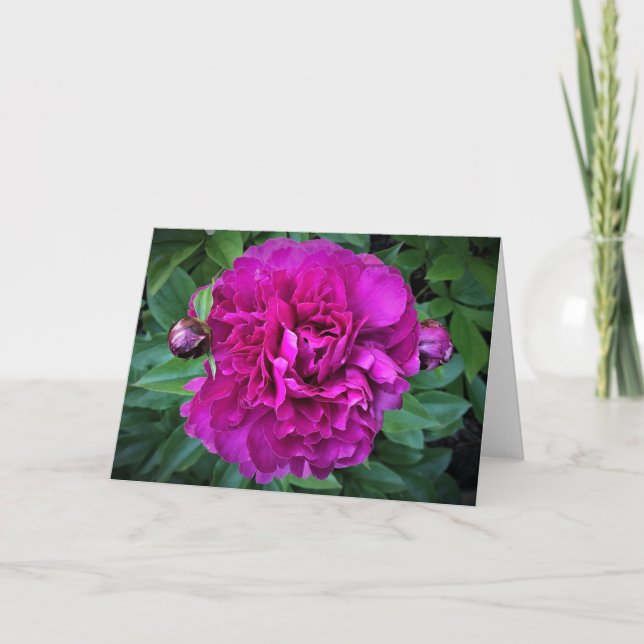 Peony, tarjeta (Anverso)