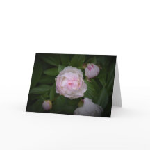 Peony, tarjeta