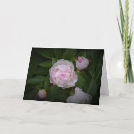 Peony, tarjeta
