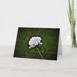 Peony, tarjeta