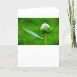 Peony, tarjeta
