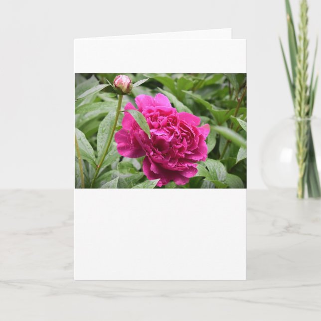 Peony, tarjeta (Anverso)