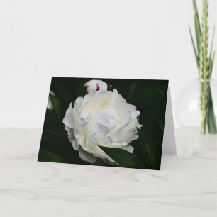 Peony, tarjeta