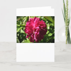 Peony, tarjeta