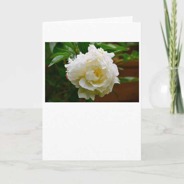 Peony, tarjeta (Anverso)