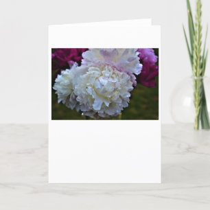Peony, tarjeta