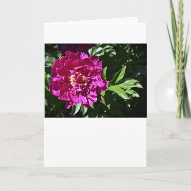 Peony, tarjeta (Anverso)