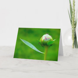 Peony, tarjeta