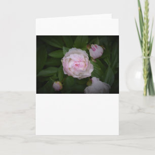 Peony, tarjeta