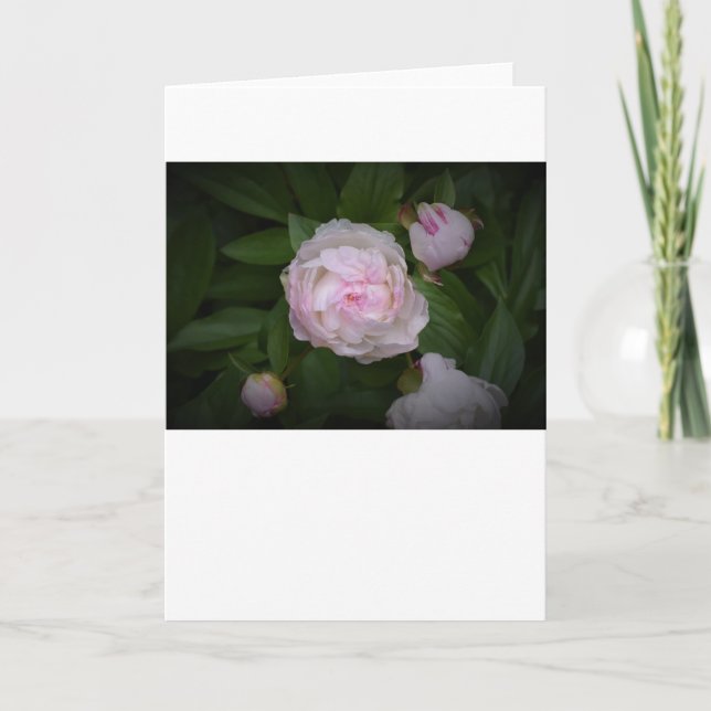 Peony, tarjeta (Anverso)