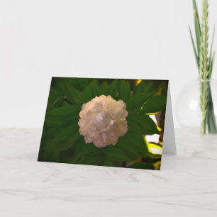 Peony, tarjeta