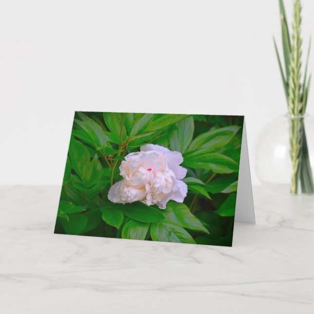 Peony, tarjeta (Anverso)