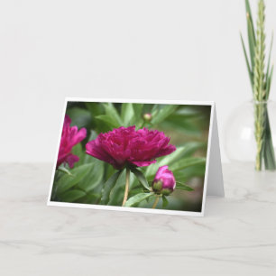 Peony, tarjeta
