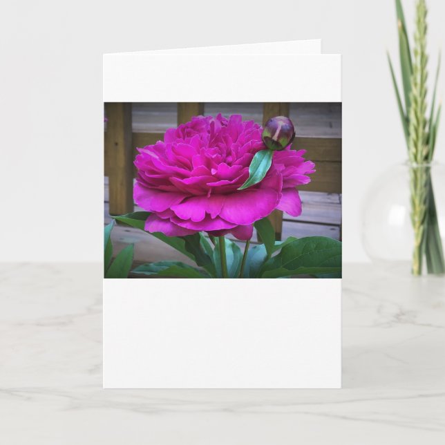 Peony, tarjeta (Anverso)