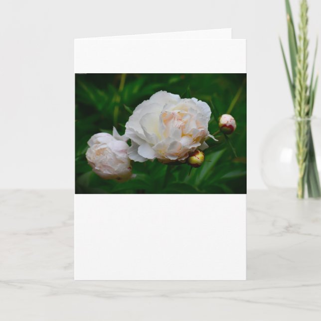 Peony, tarjeta (Anverso)