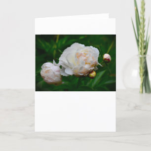 Peony, tarjeta