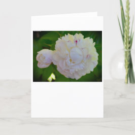 Peony, tarjeta