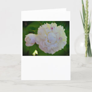 Peony, tarjeta