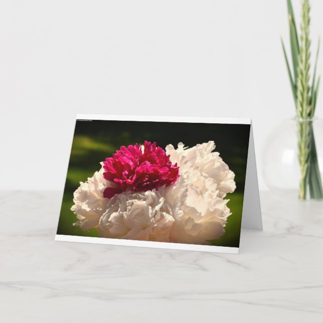 Peony, tarjeta (Anverso)