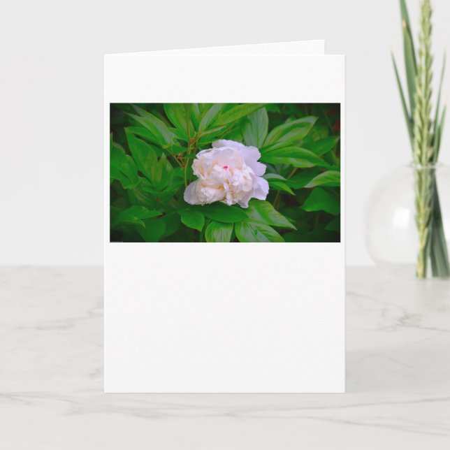 Peony, tarjeta (Anverso)