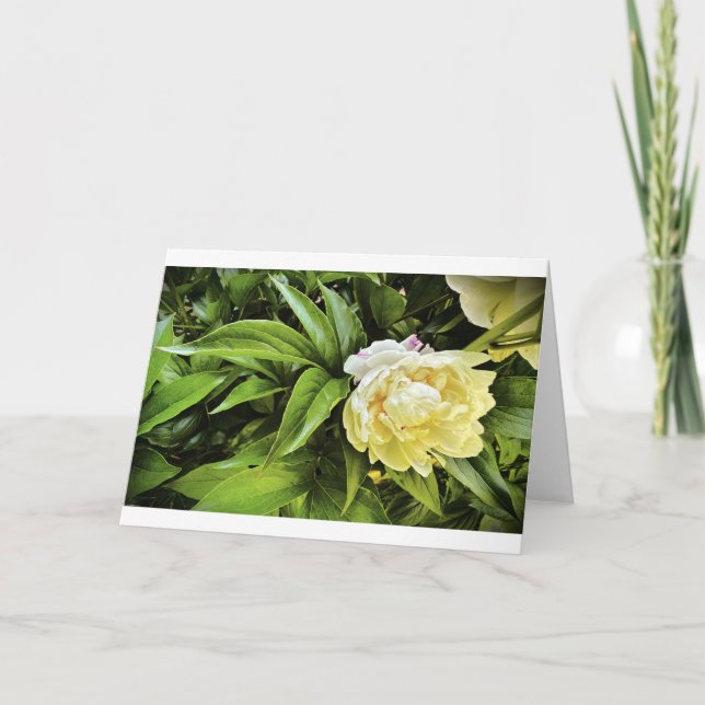 Peony, tarjeta (Anverso)