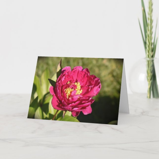 Peony, tarjeta (Anverso)