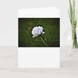 Peony, tarjeta