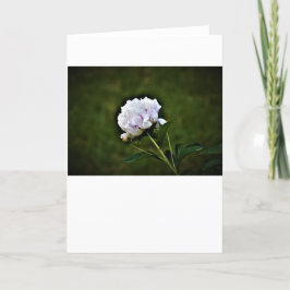 Peony, tarjeta