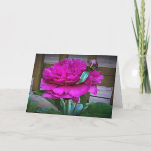 Peony, tarjeta